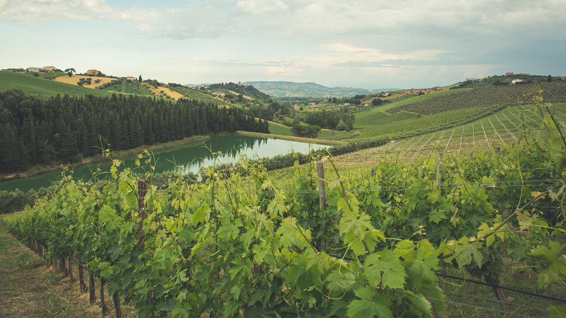 Nicodemi - Regal Wine Imports