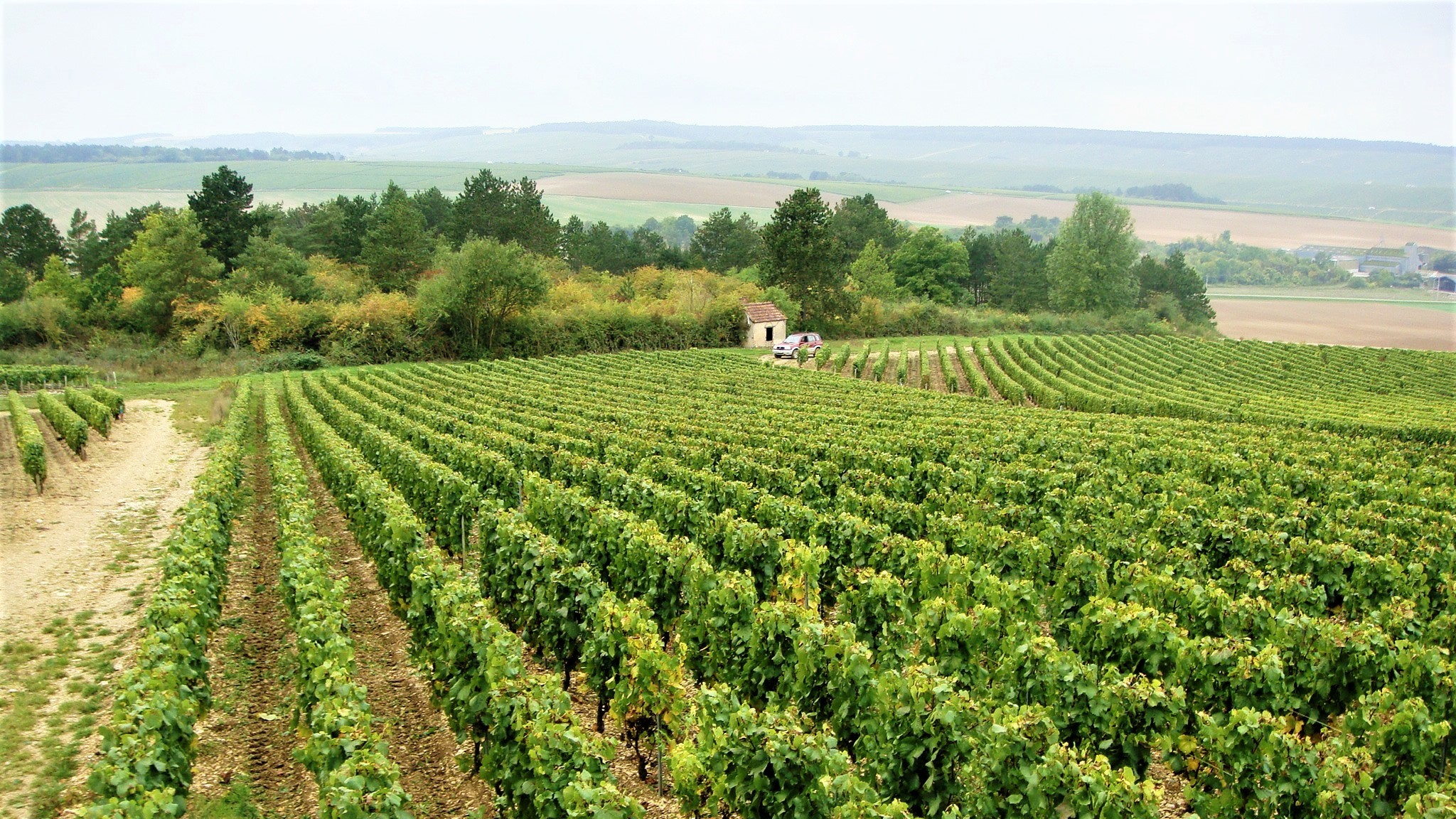 Domaine Gerard Duplessis - Regal Wine Imports